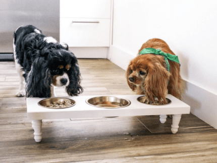 How to Create a DIY Dog Station