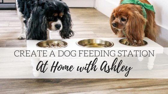 Create a DIY Dog Feeding Station