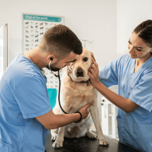 A yellow dog sitting on a brown table. A man is to the left of the dog, wearing a blue shirt, wearing a stethoscope and feeling the dog's chest. A female is to the right of the dog, wearing a blue shirt and holding the dogs head.